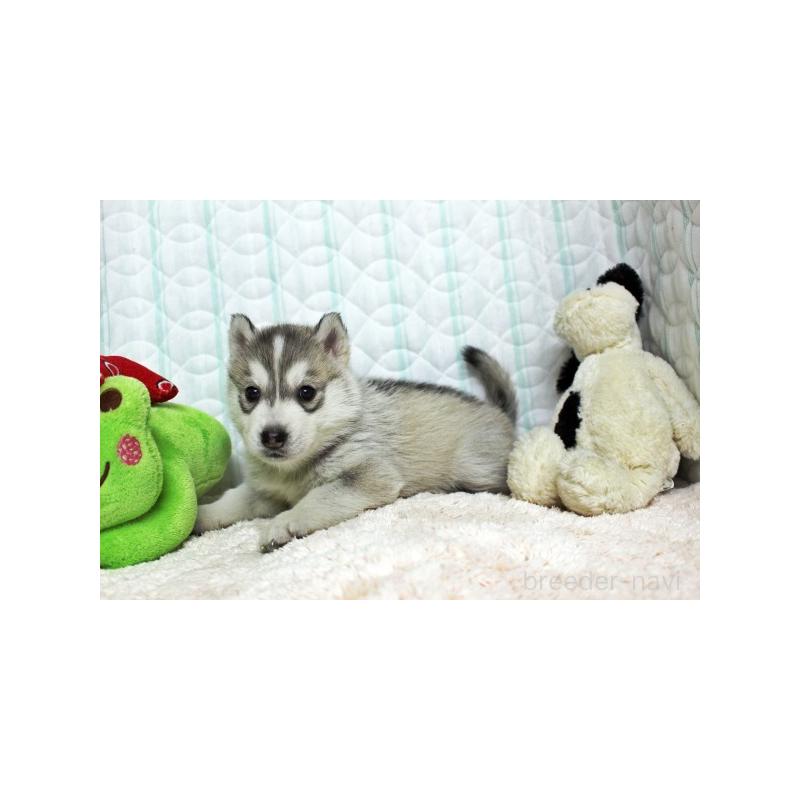 販売中の栃木県のシベリアンハスキー-439426の4枚目