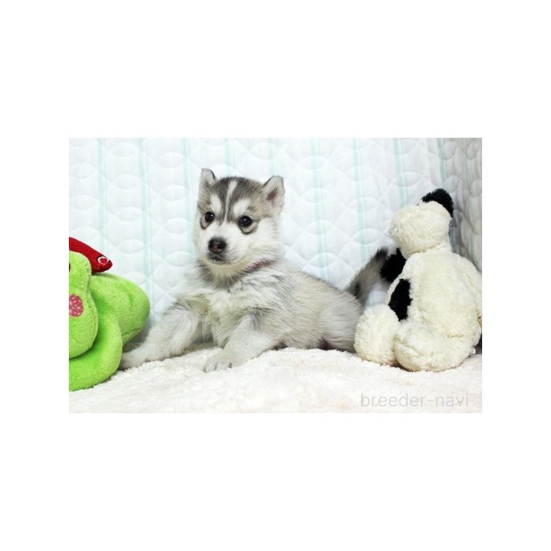 販売中の栃木県のシベリアンハスキー-439426の3枚目