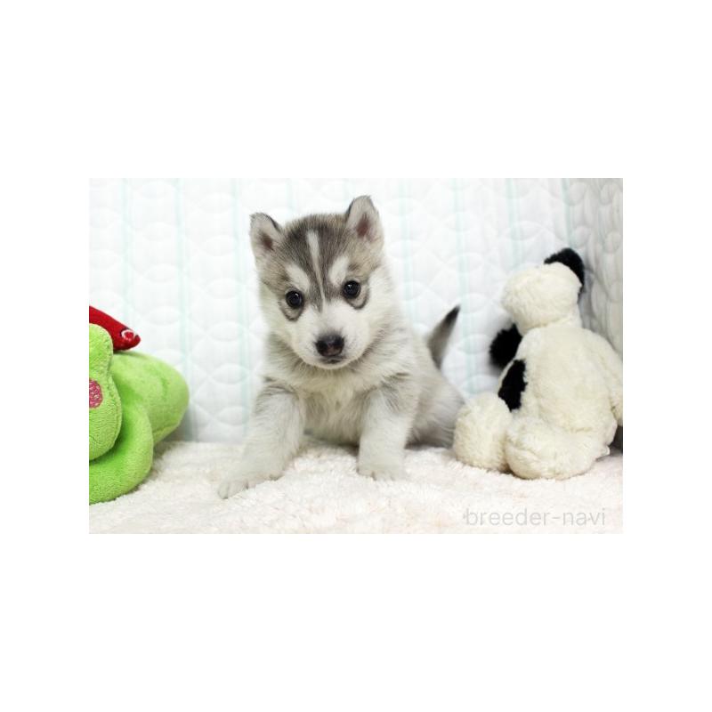 販売中の栃木県のシベリアンハスキー-439426