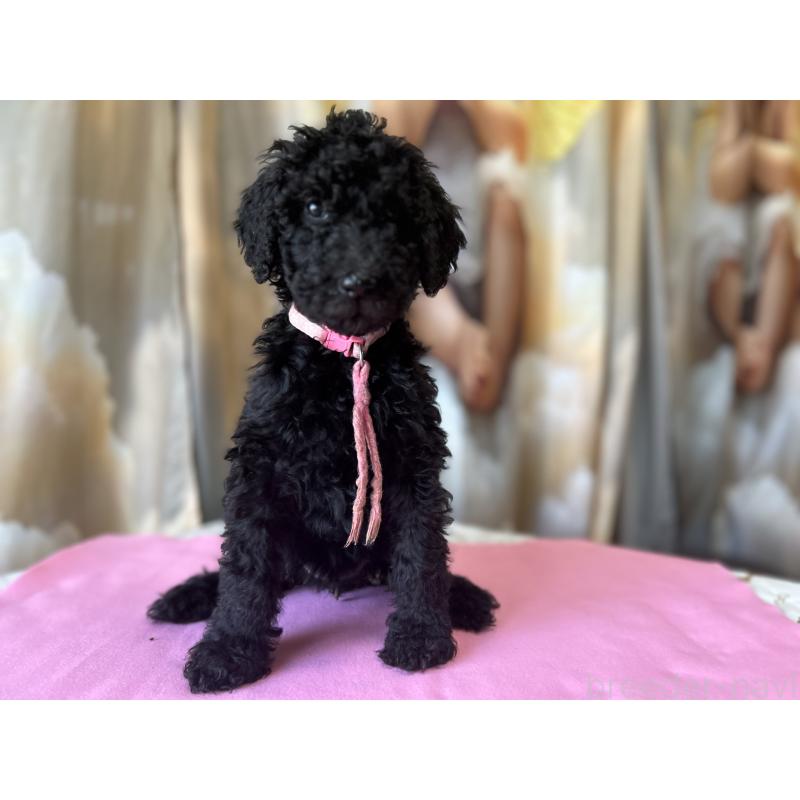 販売中の香川県のスタンダードプードル-428457の8枚目