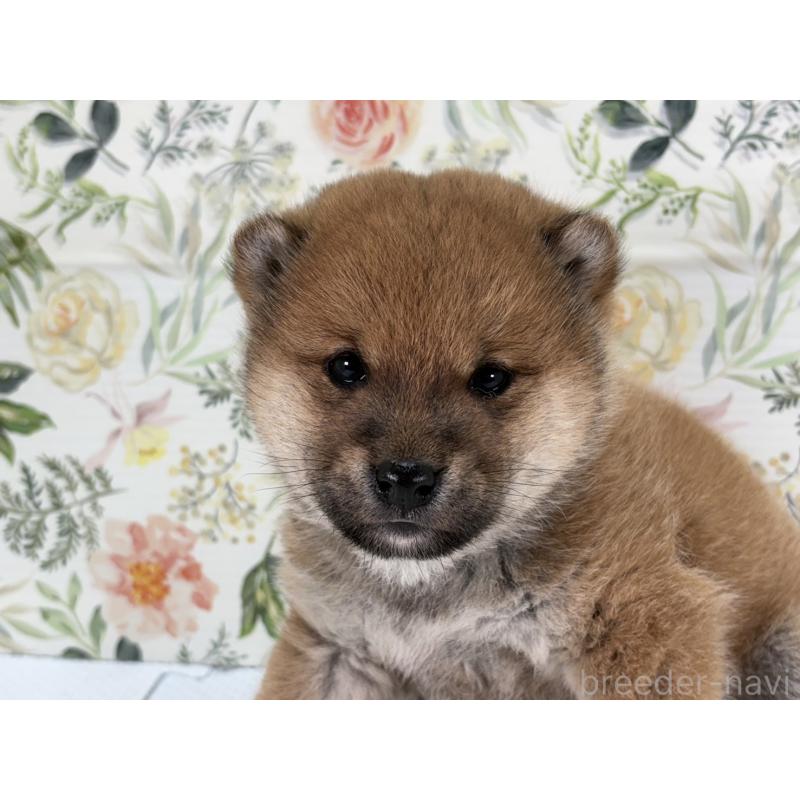 販売中の愛知県の豆柴-439427の5枚目