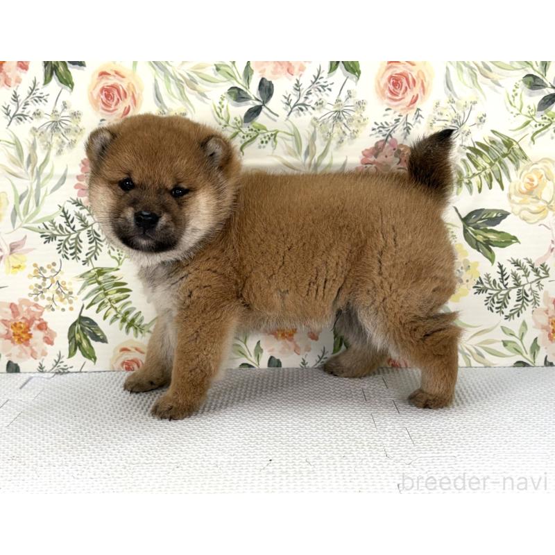 販売中の愛知県の豆柴-439427の3枚目