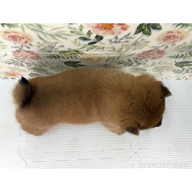 販売中の愛知県の豆柴-439427の2枚目