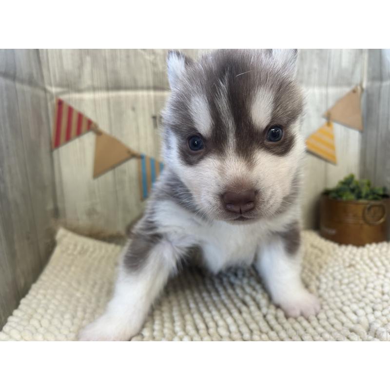 成約済の佐賀県のシベリアンハスキー-437208の6枚目