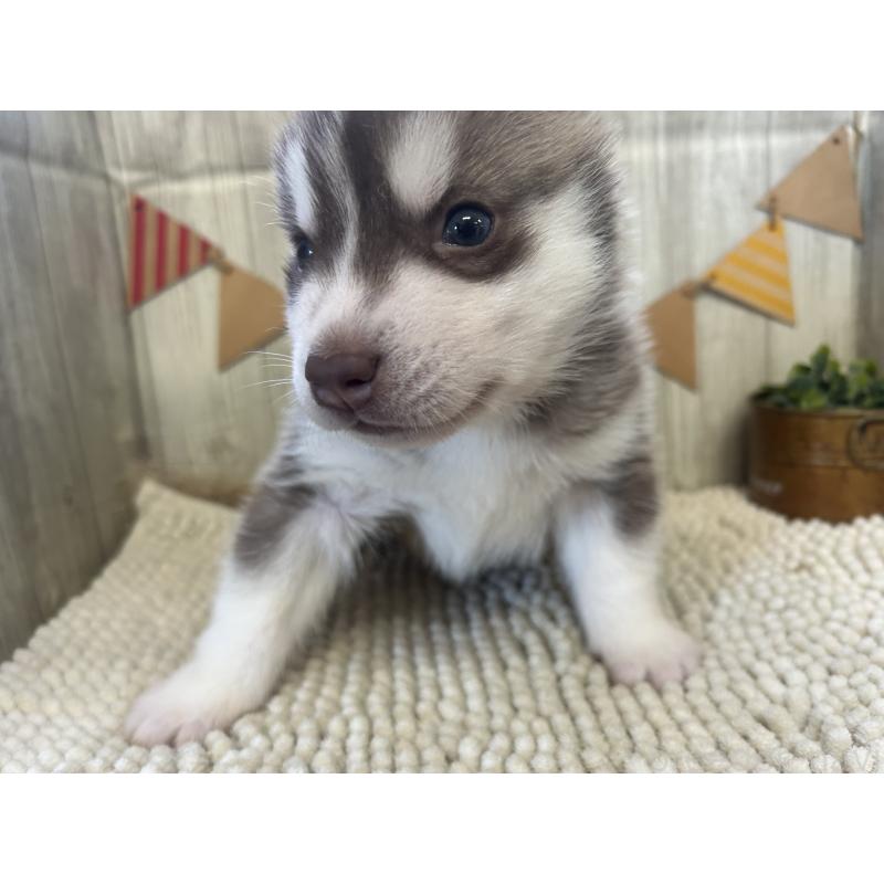 成約済の佐賀県のシベリアンハスキー-437208の5枚目