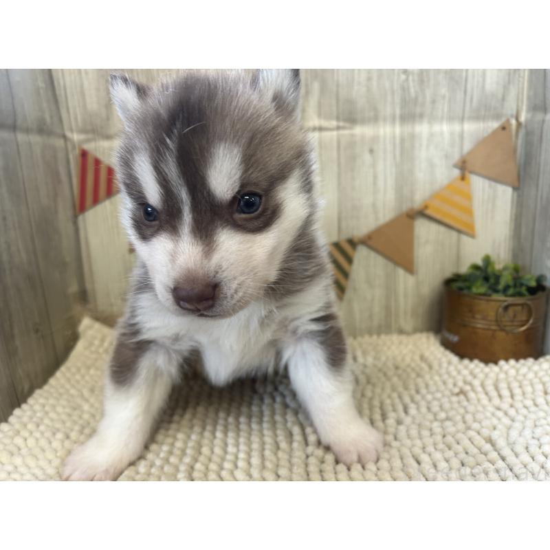 成約済の佐賀県のシベリアンハスキー-437208の4枚目