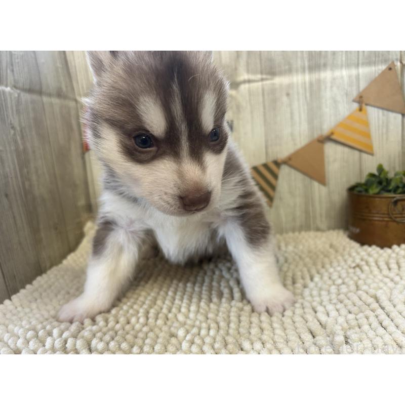 成約済の佐賀県のシベリアンハスキー-437208の3枚目