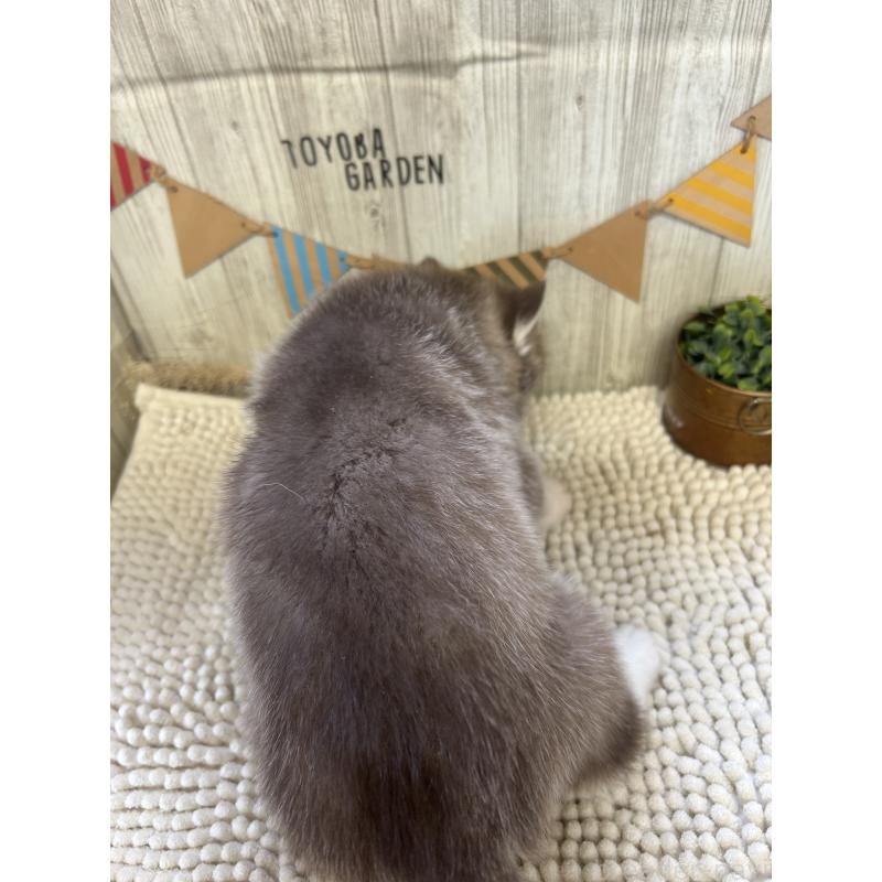 成約済の佐賀県のシベリアンハスキー-437208の2枚目