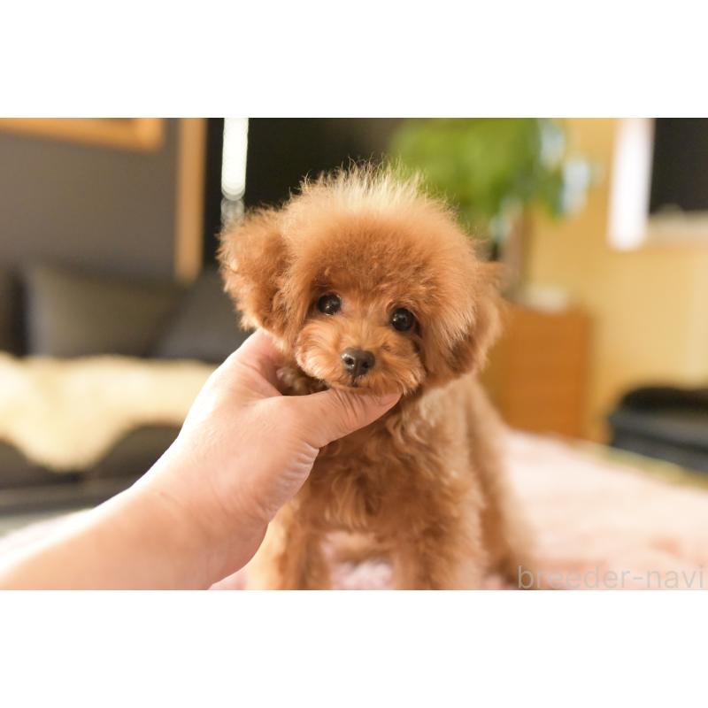 販売中の茨城県のティーカッププードル-420731の6枚目