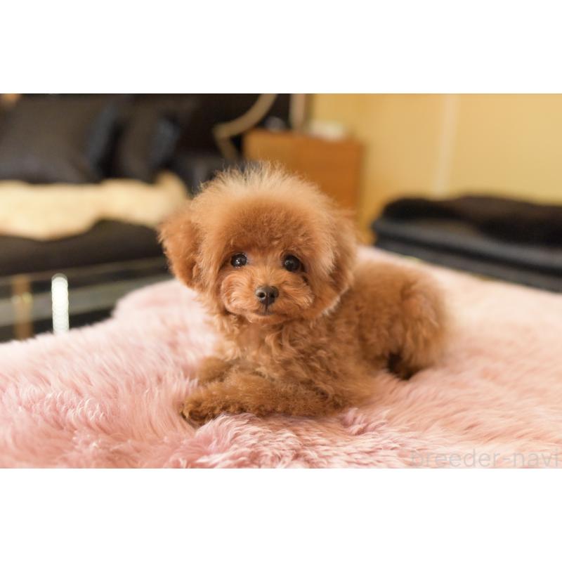 販売中の茨城県のティーカッププードル-420731の5枚目