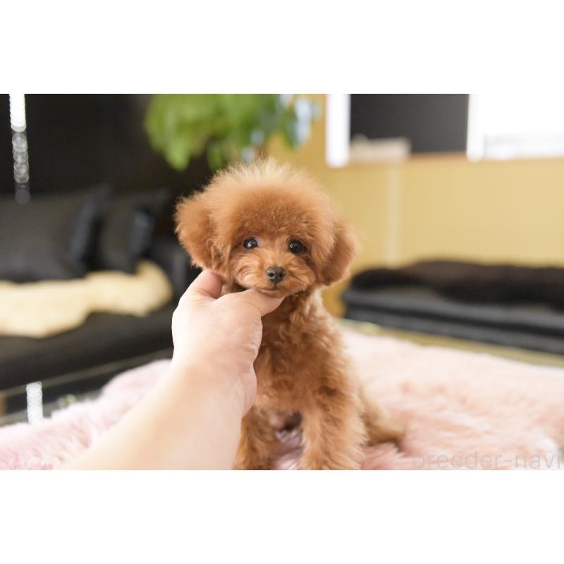 販売中の茨城県のティーカッププードル-420731の4枚目