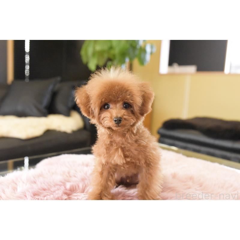 販売中の茨城県のティーカッププードル-420731の3枚目