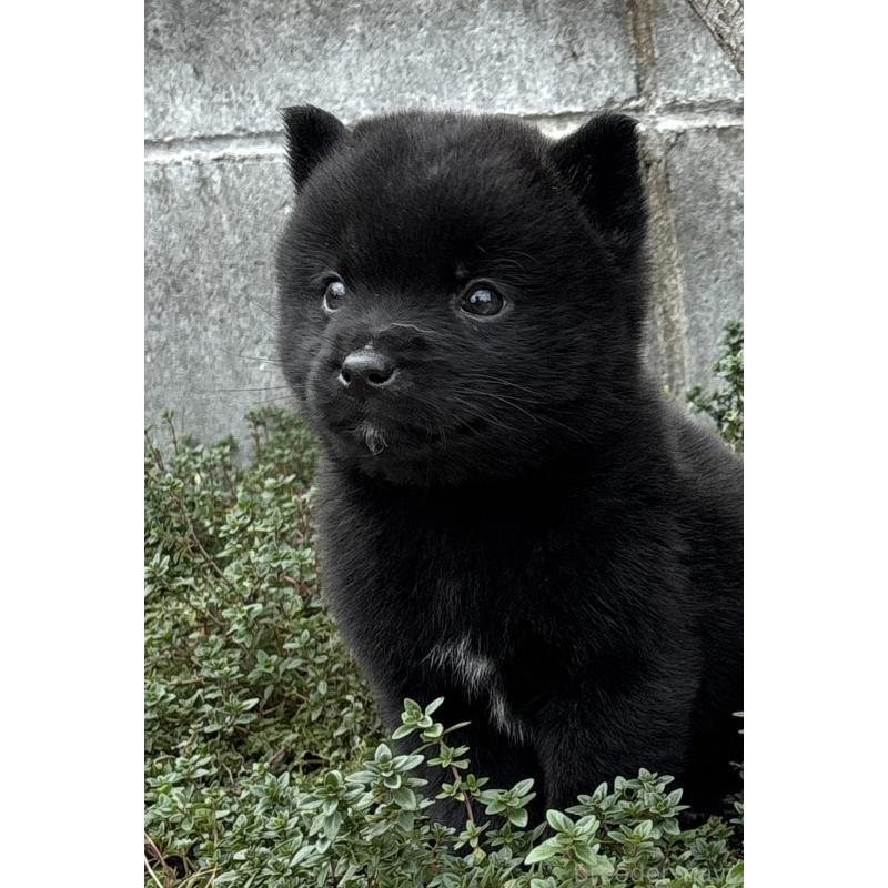 販売中の大阪府の甲斐犬-439429の3枚目