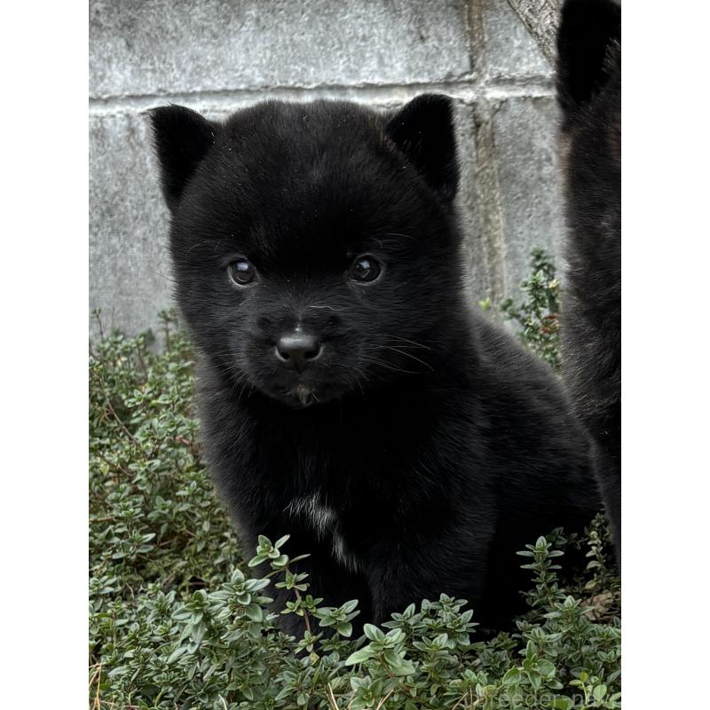 販売中の大阪府の甲斐犬-439429の2枚目