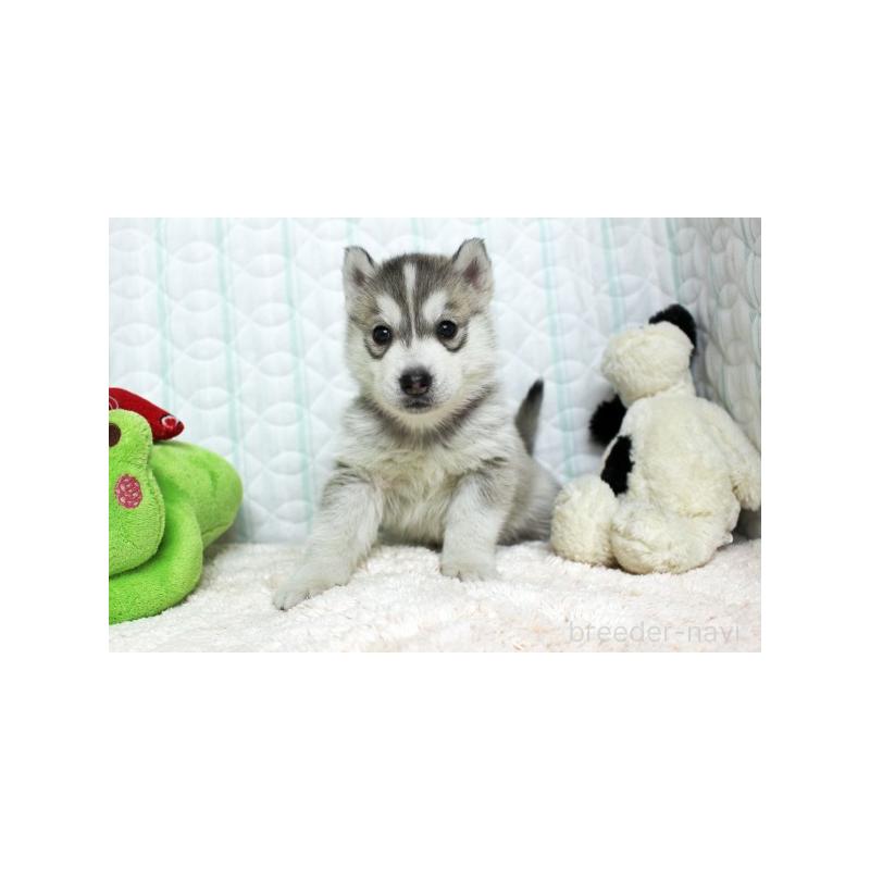 販売中の栃木県のシベリアンハスキー-439428の5枚目