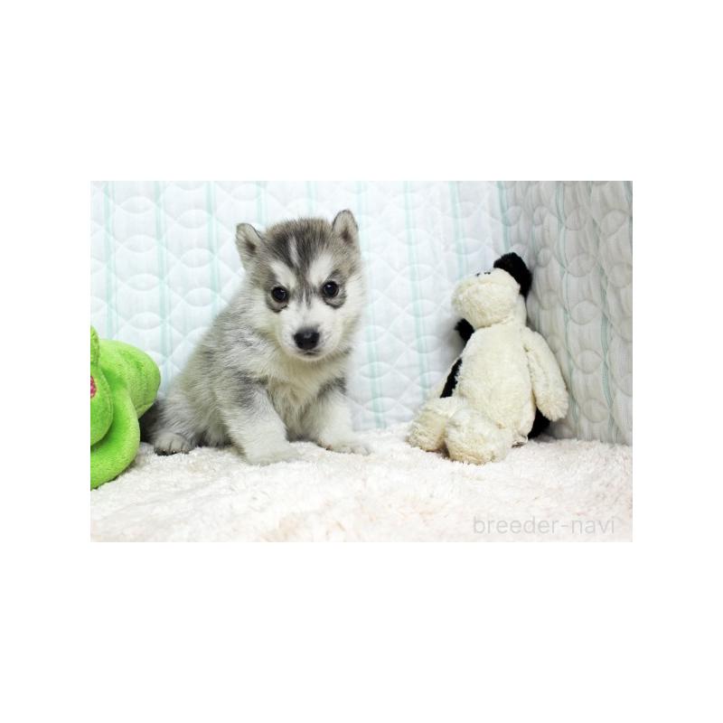 販売中の栃木県のシベリアンハスキー-439428の4枚目