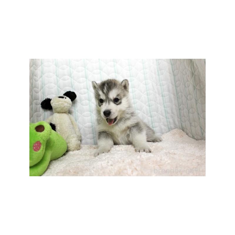 販売中の栃木県のシベリアンハスキー-439428の3枚目