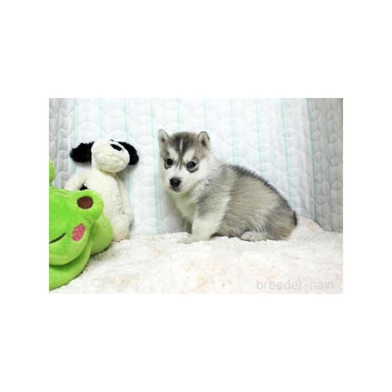 販売中の栃木県のシベリアンハスキー-439428の2枚目