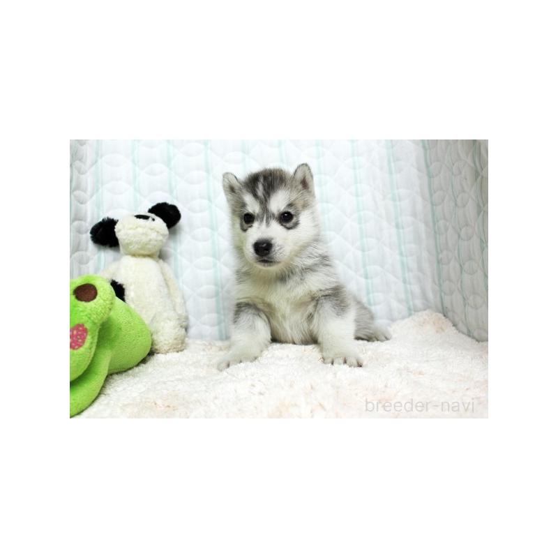 販売中の栃木県のシベリアンハスキー-439428