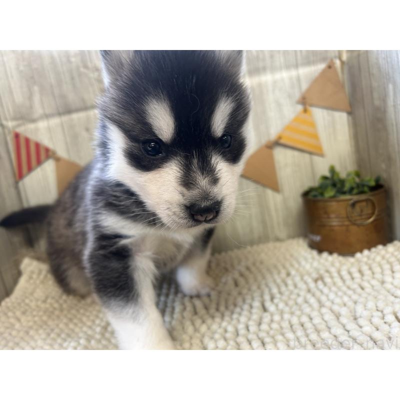 成約済の佐賀県のシベリアンハスキー-437210の6枚目