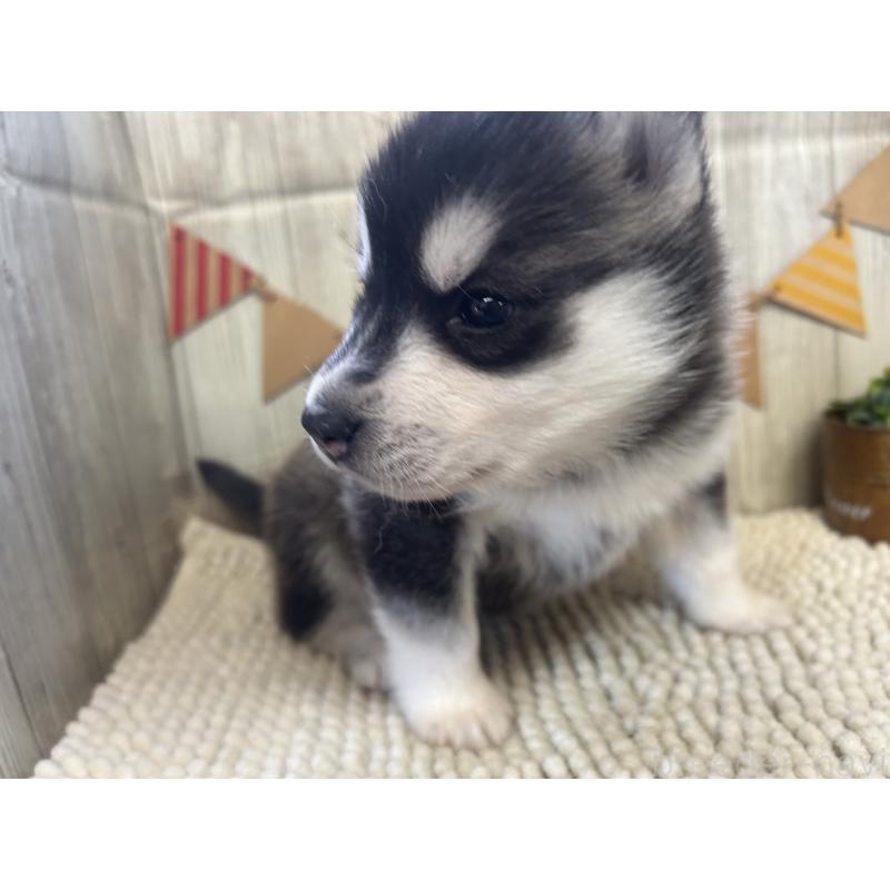 成約済の佐賀県のシベリアンハスキー-437210の5枚目