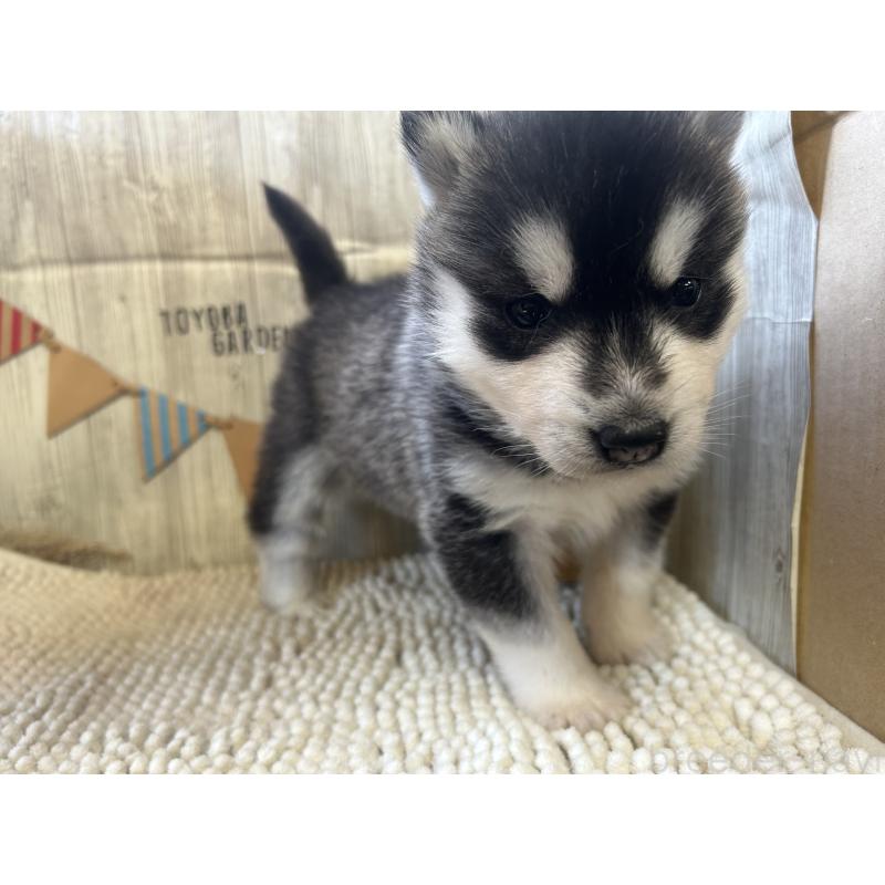 成約済の佐賀県のシベリアンハスキー-437210の4枚目