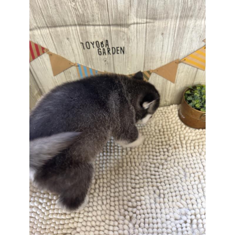 成約済の佐賀県のシベリアンハスキー-437210の2枚目