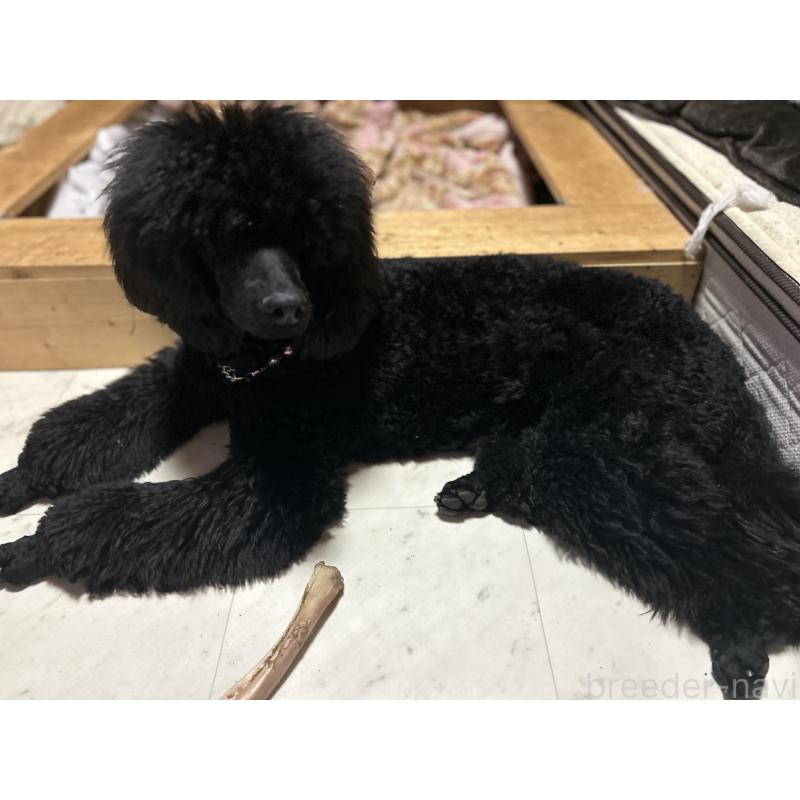 リンダちゃん1枚目