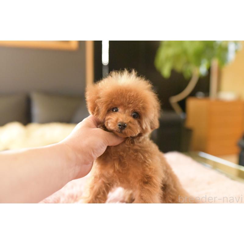 販売中の茨城県のティーカッププードル-420731の2枚目