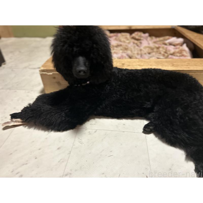 リンダちゃん1枚目