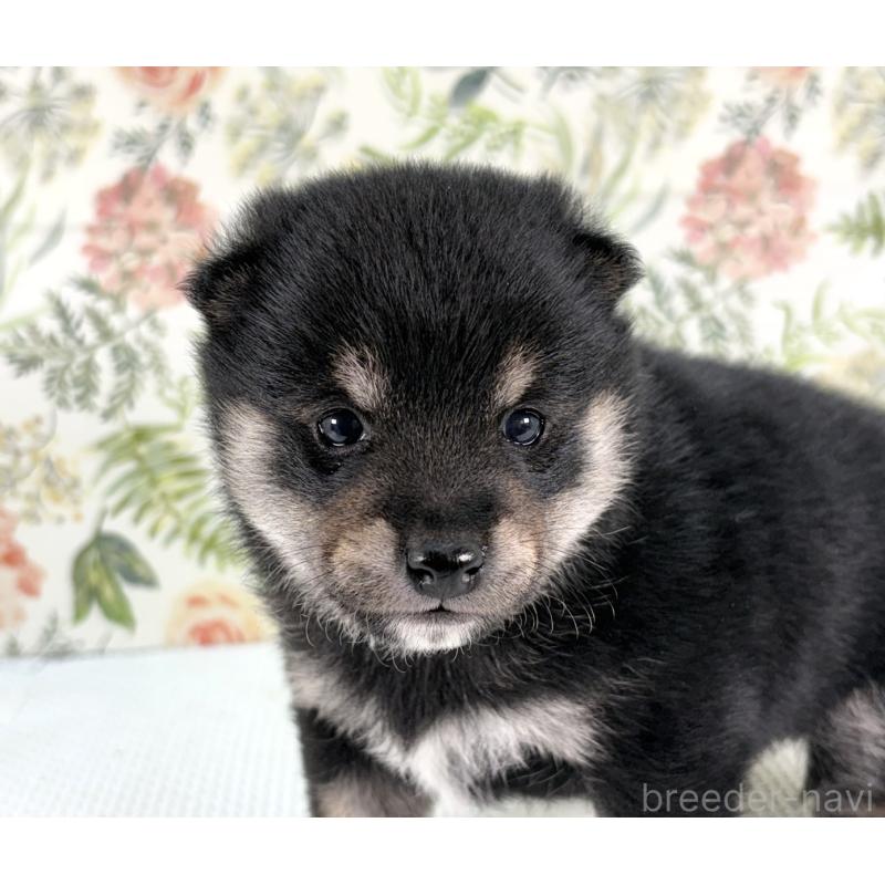 販売中の愛知県の豆柴-439430の5枚目