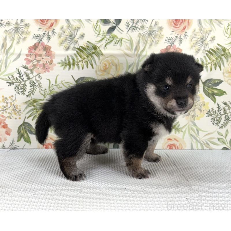 販売中の愛知県の豆柴-439430の4枚目