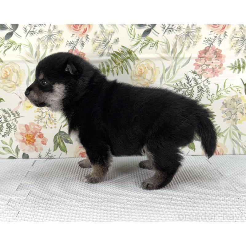 販売中の愛知県の豆柴-439430の3枚目