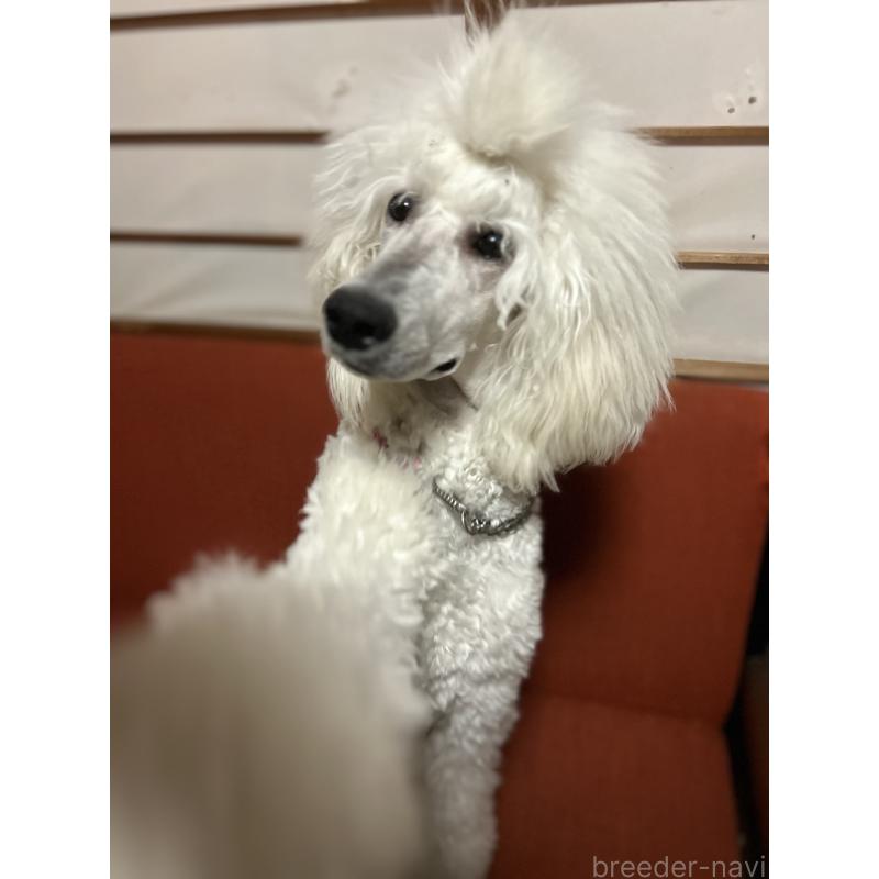 レアちゃん1枚目