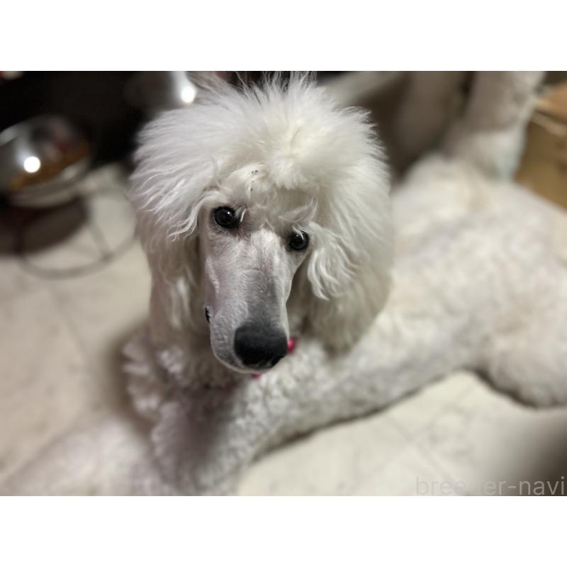 レアちゃん1枚目