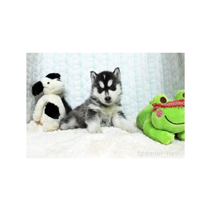 販売中の栃木県のシベリアンハスキー-439432の4枚目