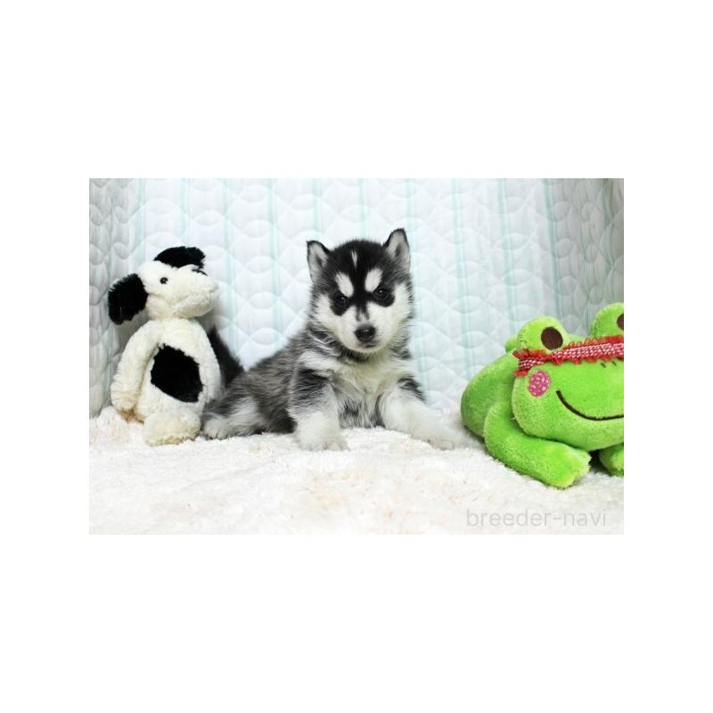 販売中の栃木県のシベリアンハスキー-439432