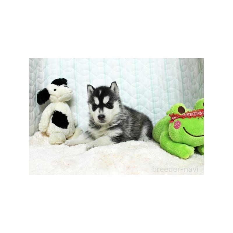 販売中の栃木県のシベリアンハスキー-439432の2枚目