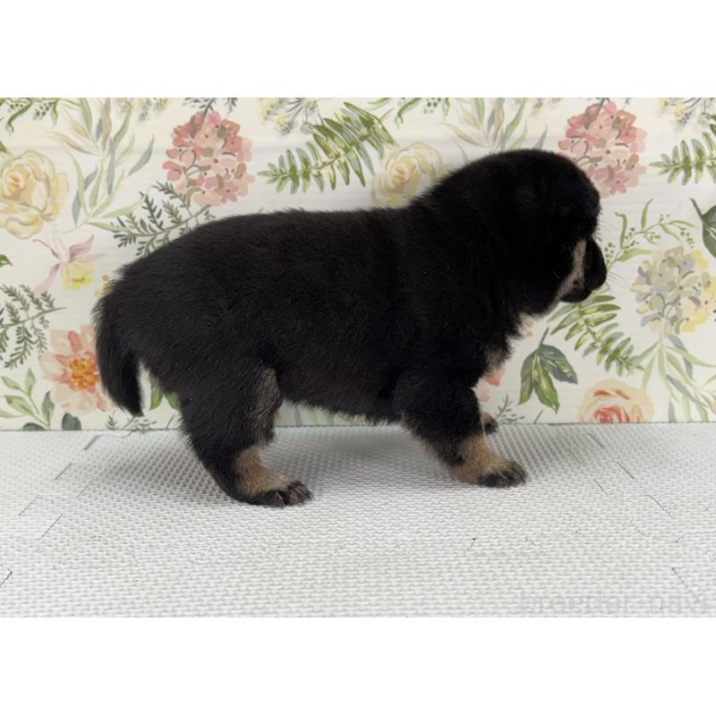 販売中の愛知県の豆柴-439433の5枚目