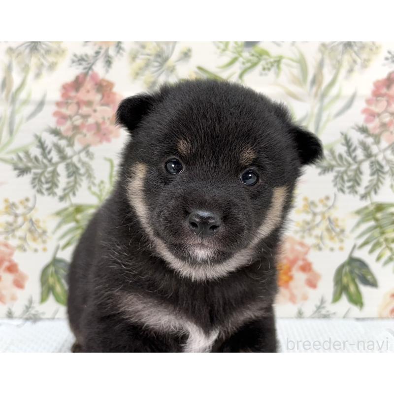 販売中の愛知県の豆柴-439433の4枚目