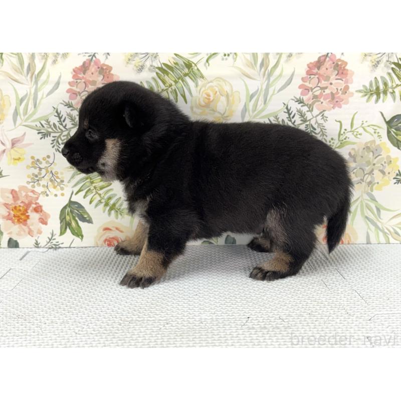 販売中の愛知県の豆柴-439433の3枚目