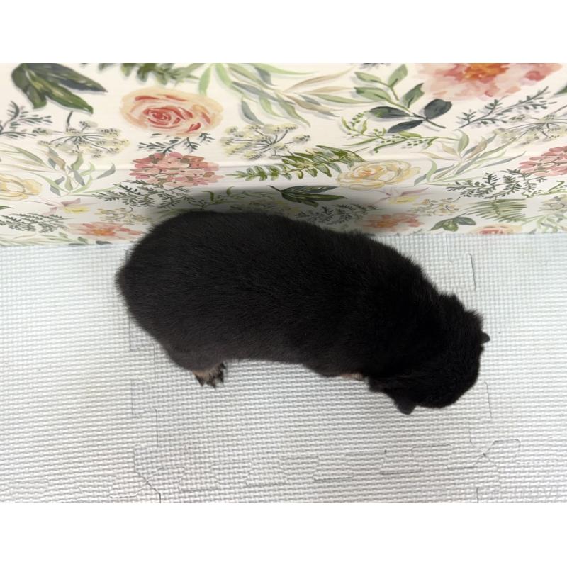 販売中の愛知県の豆柴-439433の2枚目