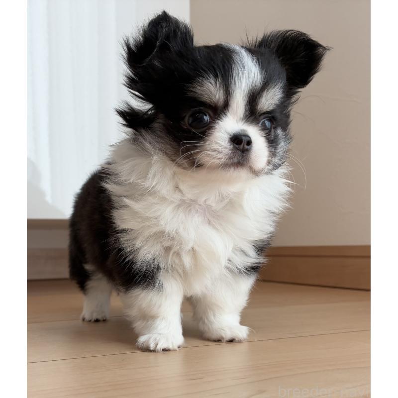 販売中の静岡県のチワワ(ロングコート)-439434の4枚目