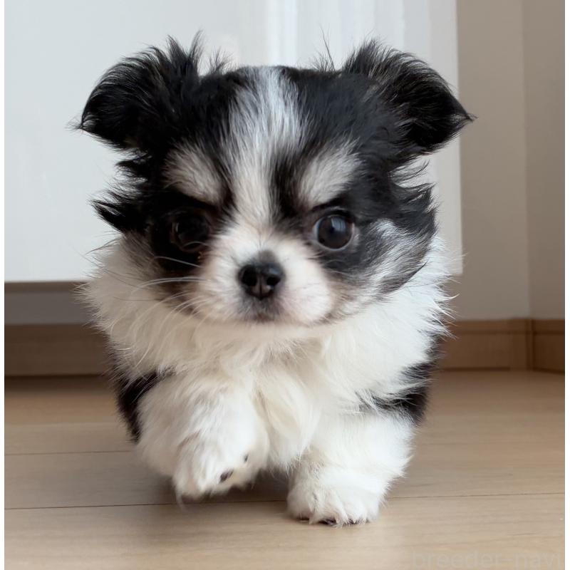 販売中の静岡県のチワワ(ロングコート)-439434の2枚目