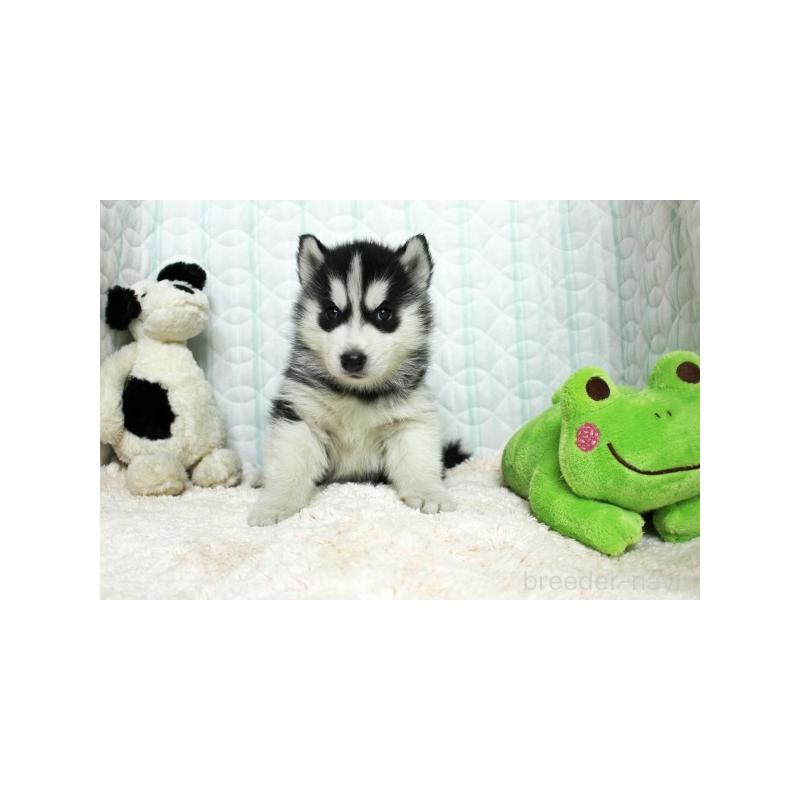 販売中の栃木県のシベリアンハスキー-439435の5枚目