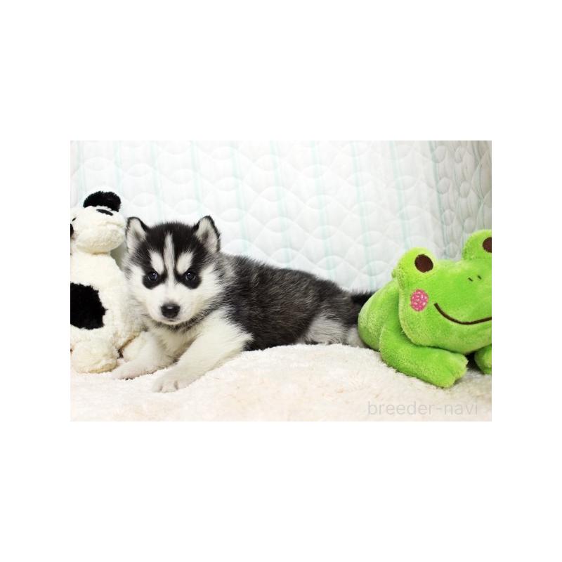 販売中の栃木県のシベリアンハスキー-439435の4枚目