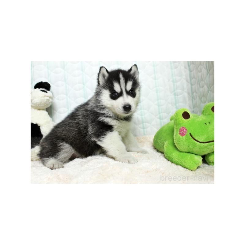 販売中の栃木県のシベリアンハスキー-439435の3枚目