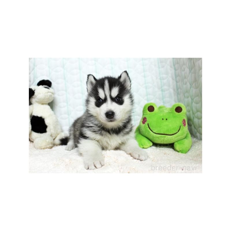 販売中の栃木県のシベリアンハスキー-439435の2枚目