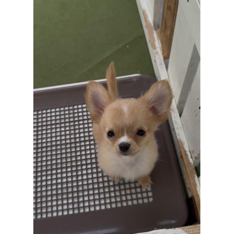 販売中の福岡県のチワワ(ロングコート)-432600の7枚目