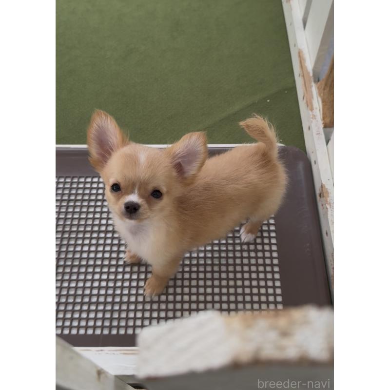 販売中の福岡県のチワワ(ロングコート)-432600の6枚目